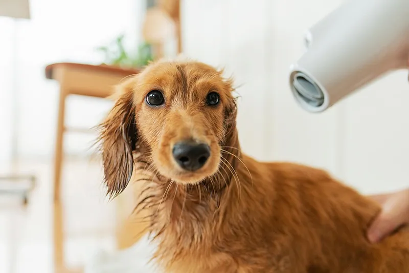 シャンプーコース