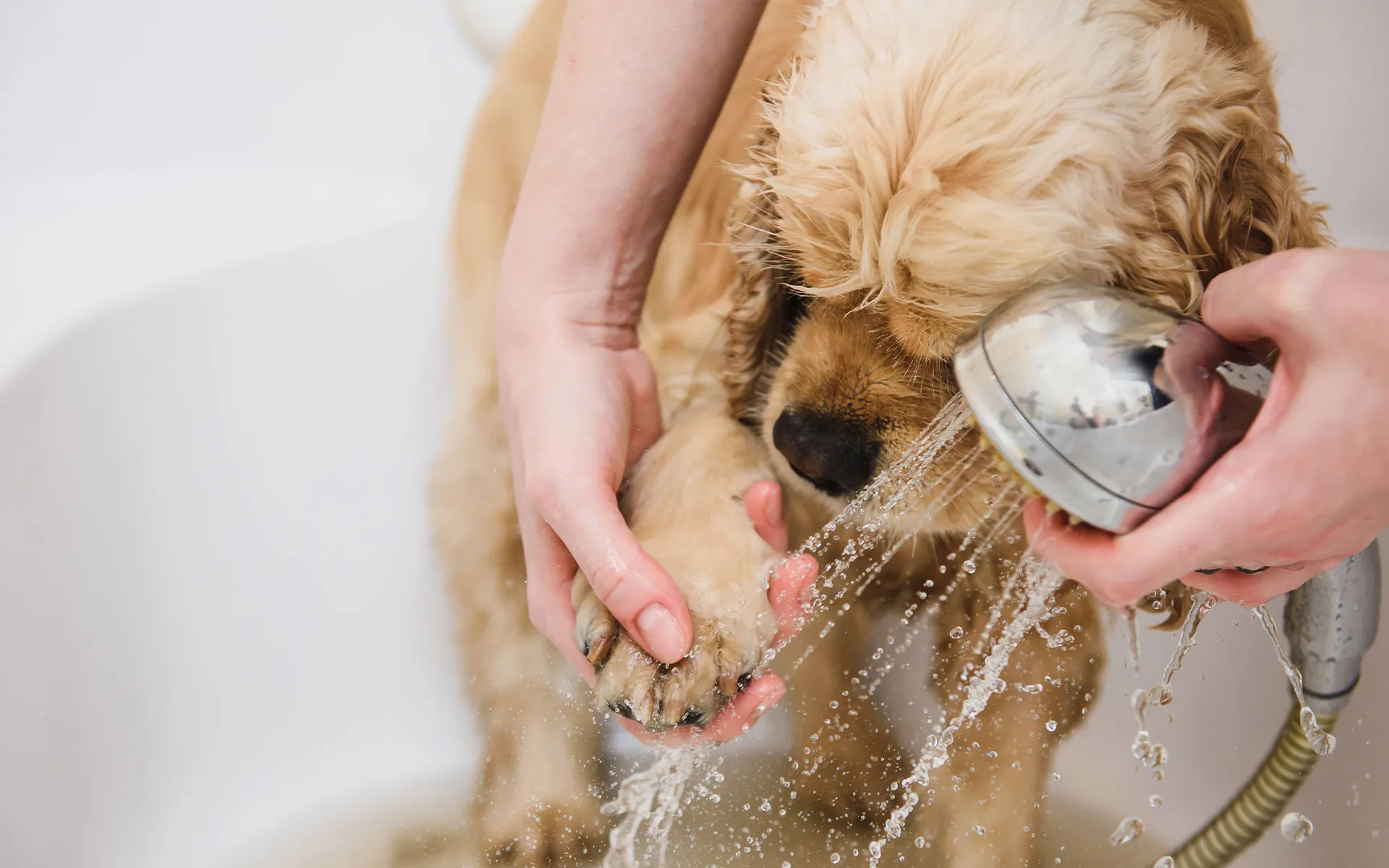 マイクロバブル